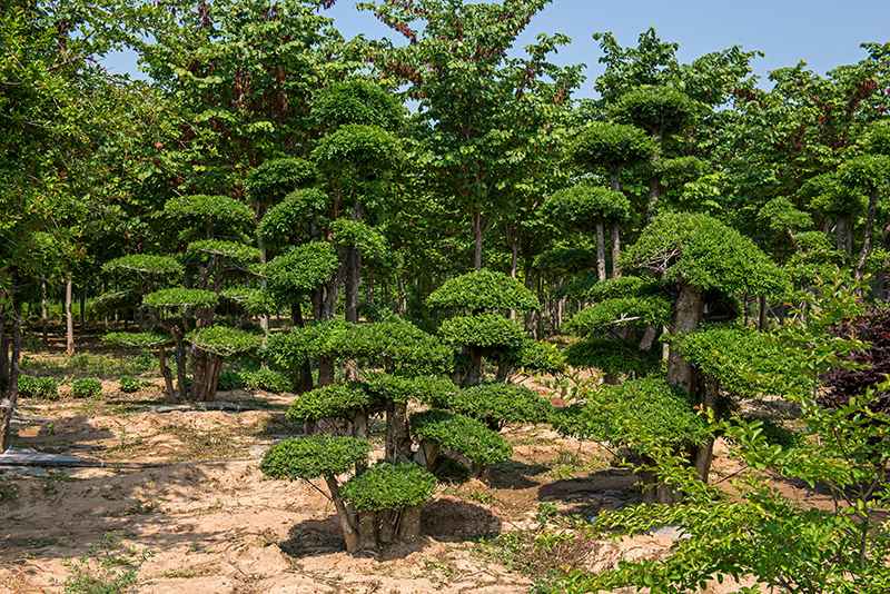 對節(jié)白蠟.jpg