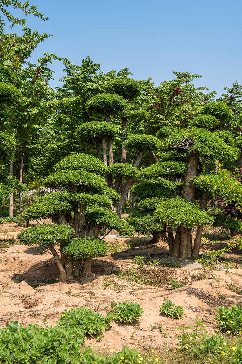 對節(jié)白蠟2.jpg